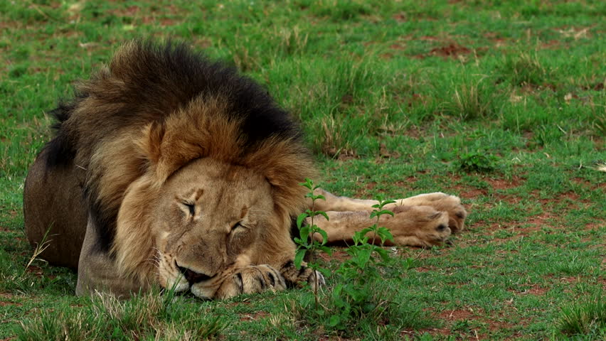 Male African lion asleep on front paws on lush green grass, telephoto