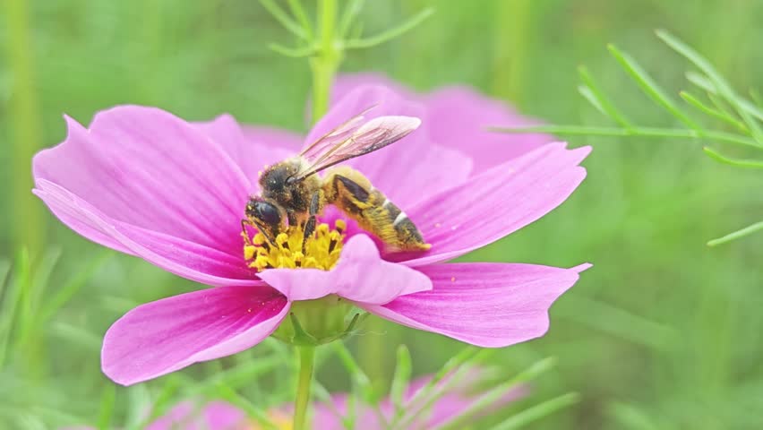 Bees and cosmos flowers in a beautiful garden