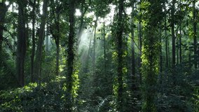 Tropical Forest or Rain Forest. Walk through dense forests as the sun peeks through the trees in summer. Its rays illuminate the green forest. Beautiful sunlight in the forest of trees. - Powered by Shutterstock - Get 15% off with code: PIKWIZARD15