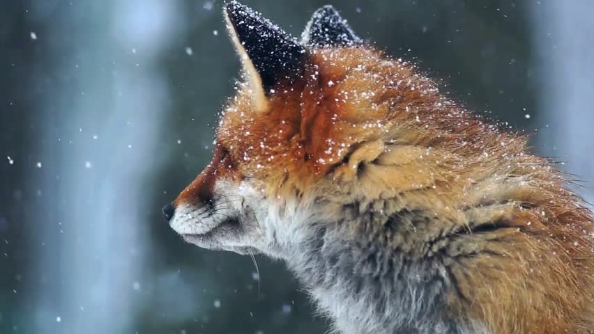 A stunning close-up of a red fox with piercing amber eyes. The fox