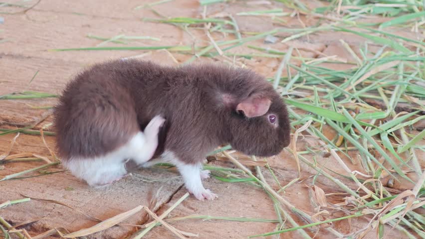 Cute guinea pigs in the zoo