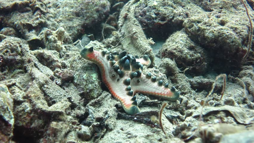 Cora reef ecosystems provide a safe and comfortable place to live for many species of fish in the ocean.