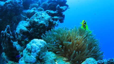 Bubble Anemone and Clownfish on coral reef