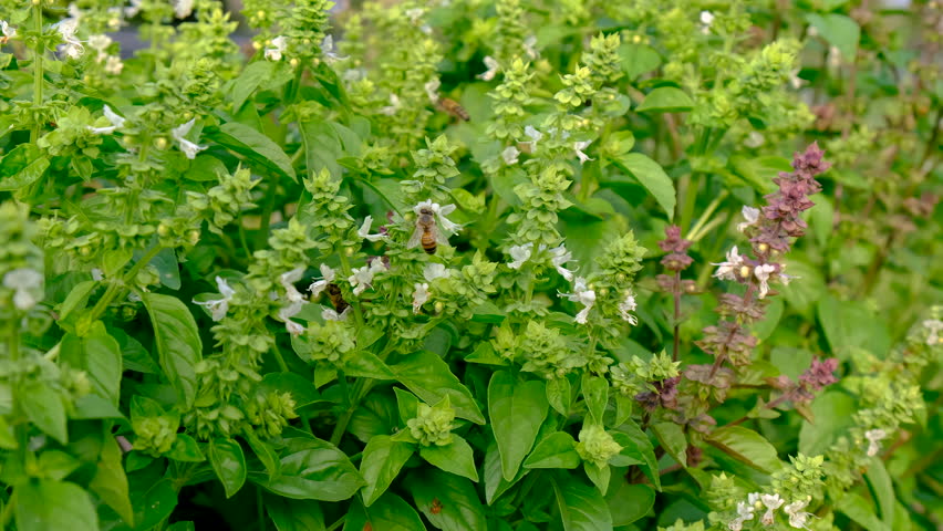 bees on basil in the garden. Selective focus.