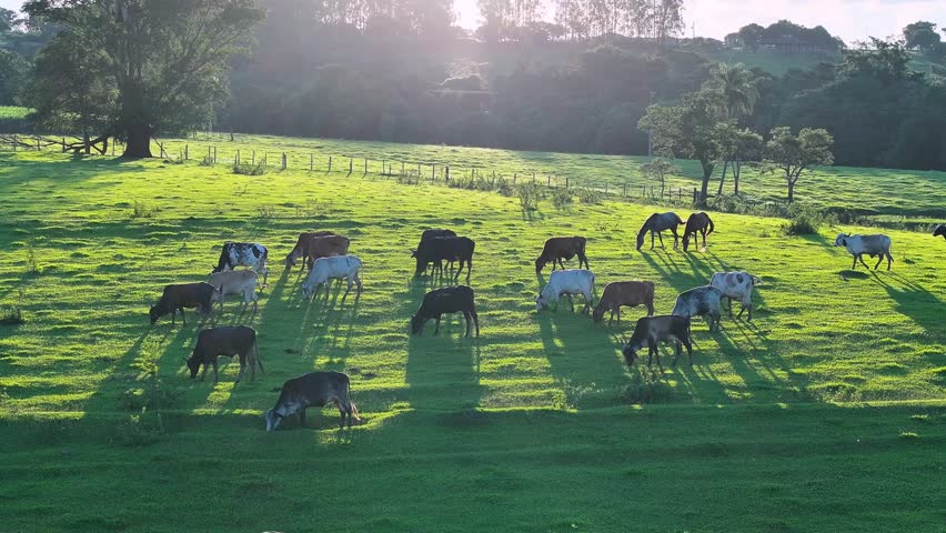 Livestock Animals At Countryside In Rural Scene Brazil. Country Farming. Livestock Grazing. Countryside At Rural Scene Brazil. Animals Country. Cows In Field Grazing. Livestock farming. Cows grazing.