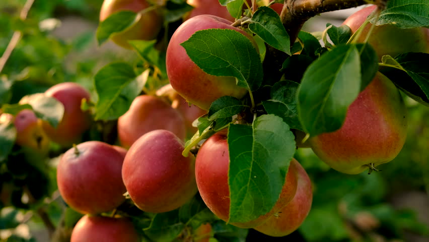 Apple harvest on a tree in an orchard. Selective focus.