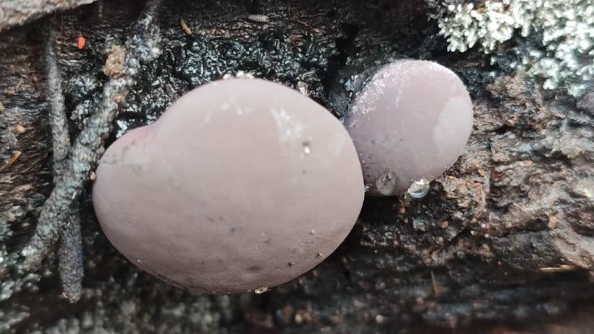 Daldinia fungus that grows on dead tree trunks