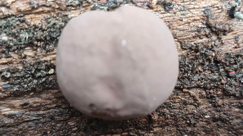 Daldinia fungus that grows on dead tree trunks