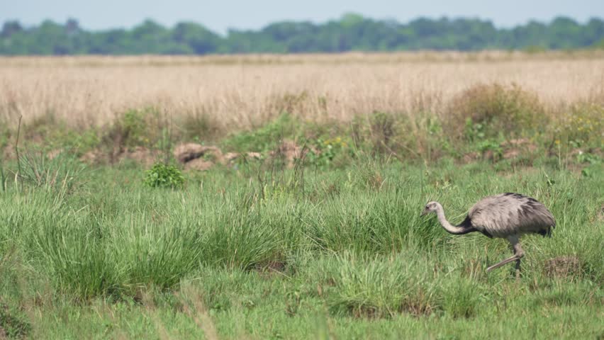 A Greater rhea (rhea americana) walking on the open plain, foraging for food in its natural habitat, highlighting the beauty of nature, handheld motion shot.