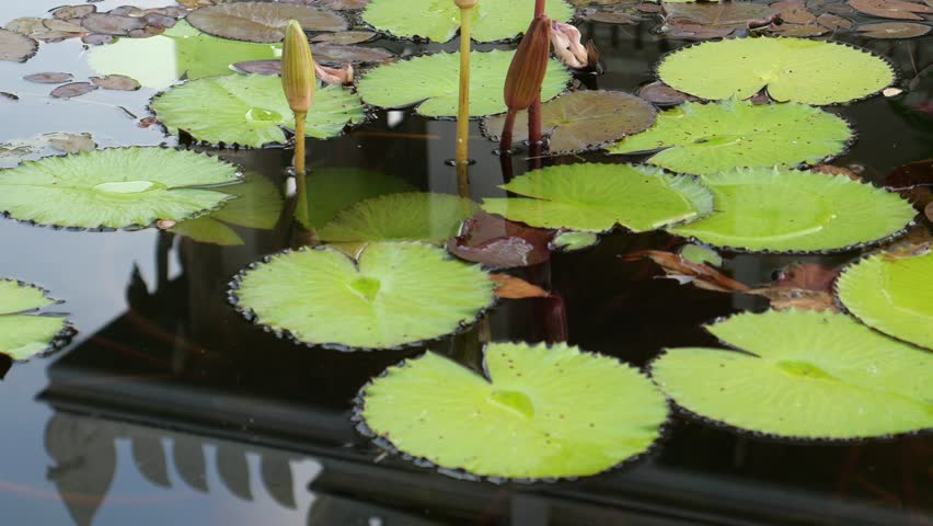 Lotus pond in the city