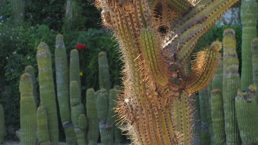 Close up green cactus with yellow spines within a desert environment, city park in Barcelona, Montjuic. African background. 