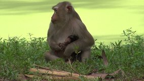 Monkey nursing her baby / mother monkey is breastfeeding its baby, footage with tripod in a green land in Cambodia