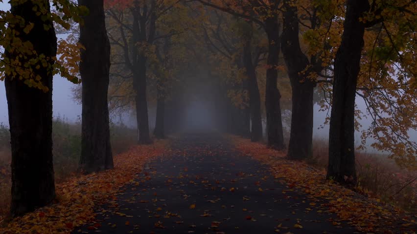 Smooth push in along forested foggy path with mist at end of tree tunnel with yellow leaves on ground, nobody