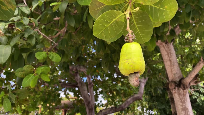 green cashew on the cashew tree with chestnut