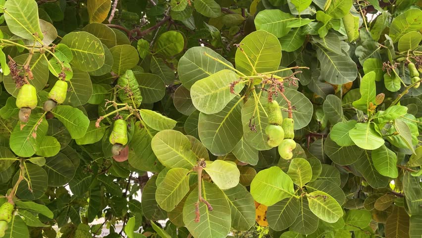 cashew tree with cashews and green chestnuts