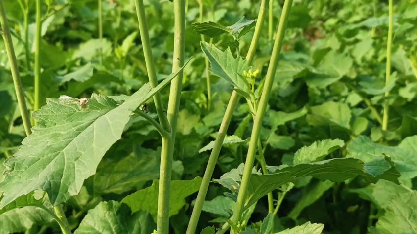 Yellow mustard flowers blooming in a green field symbolizing the beauty of nature and the promise of a bountiful harvest.  