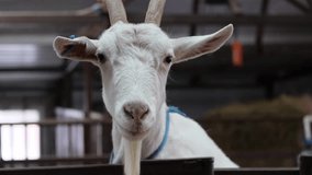 A close-up view of a horned goat in a farm enclosure with hay and feeding troughs. Horned Goat Close-Up in a Farm Enclosure with Hay and Feeding Troughs - Powered by Shutterstock - Get 15% off with code: PIKWIZARD15