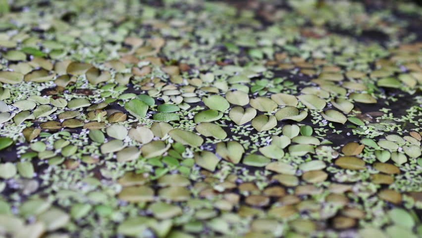 Leaves sway on the water surface.