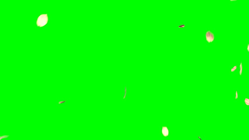 Shutterstock Video