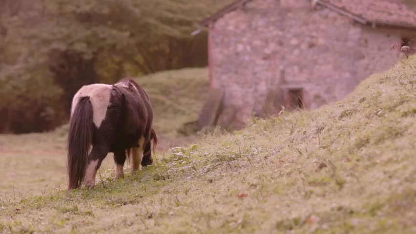 Shetland pony grazing peacefully in a galician sanctuary