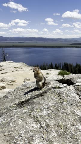 Cute Chipmunk Sitting On A Mountain Overlooking A Lake