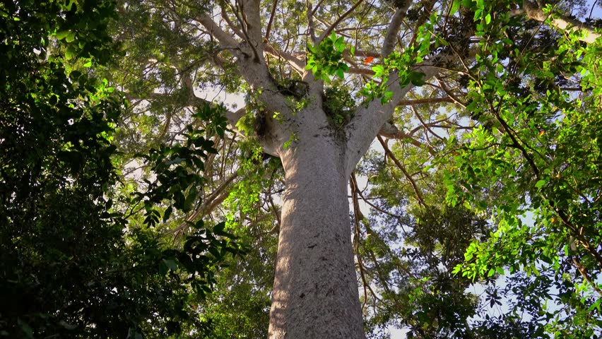 Le Grand Kaori (the largest and oldest known kauri pine tree), Parc de la Riviere-Bleue (Blue River Provincial Park), Grande Terre, New Caledonia	