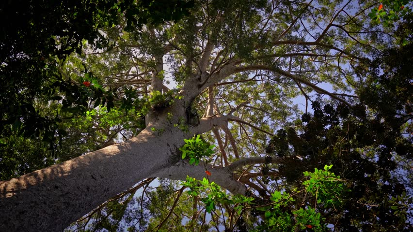 Le Grand Kaori (the largest and oldest known kauri pine tree), Parc de la Riviere-Bleue (Blue River Provincial Park), Grande Terre, New Caledonia	