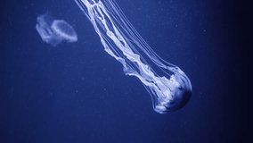 Translucent white jellyfish drifting gracefully through deep blue underwater environment, long tentacles swaying with rhythmic, elegant movement - Powered by Shutterstock - Get 15% off with code: PIKWIZARD15