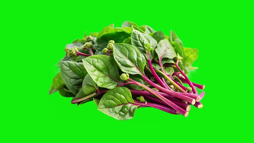 Malabar Spinach green screen or chroma key pulse animation. Basella alba is an edible perennial vine in the family Basellaceae.