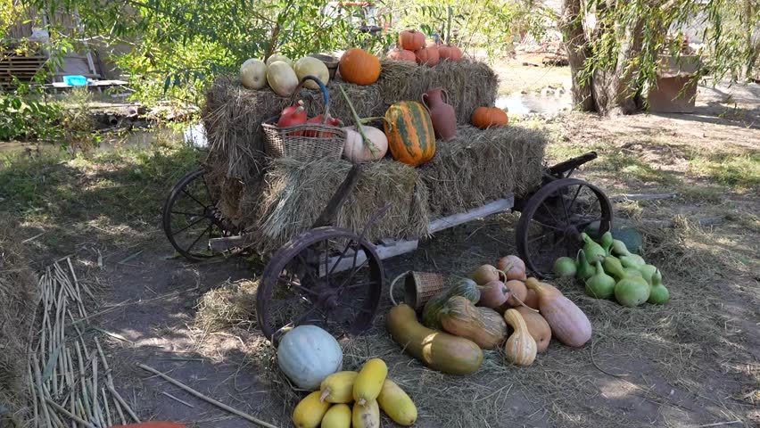 Colorful Pumpkins in the Field – Autumn Harvest Scene