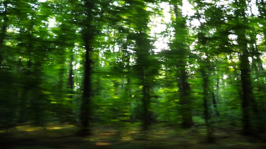Point of view from the window of moving automobile on green forest at sunny daytime. Sunlight breaking through trees at summer day. Beautiful nature at background. Close up Slow motion