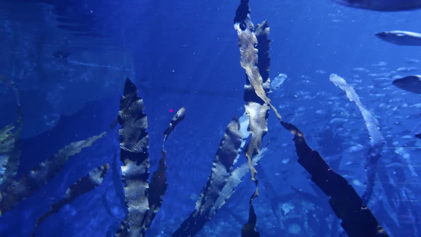 Large giant grouper swimming alongside dense school of smaller fish within spacious blue aquarium, revealing underwater marine ecosystem
