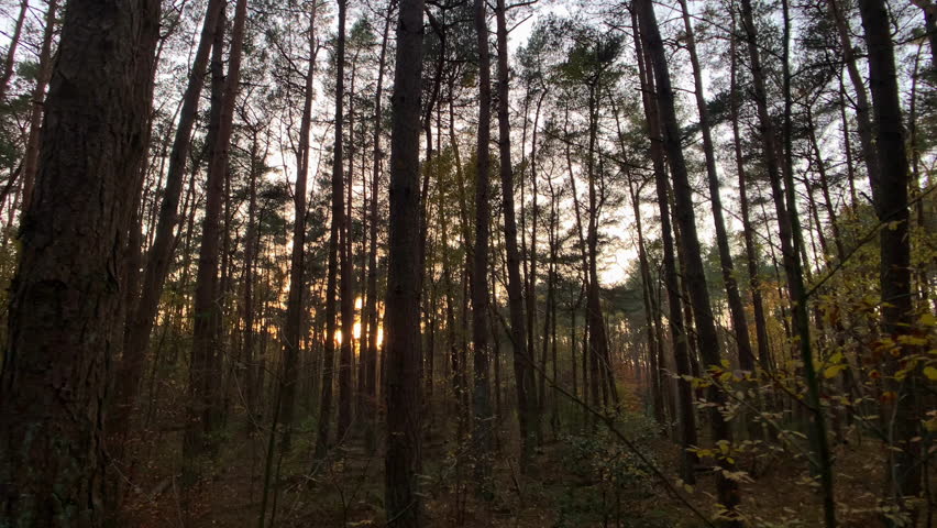 Autumn forest trees at sunset with moving gimbal shot