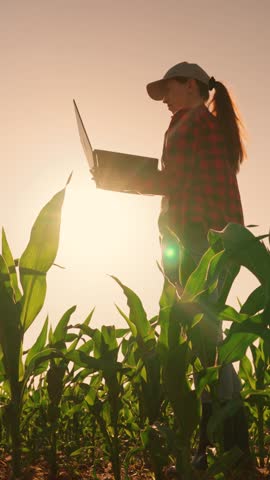 Farmer woman, with laptop in green corn field. Worker works on farm. Farmer woman in corn field works with computer, Business Farm. agricultural industry. Agronomist farm. Modern digital technologies