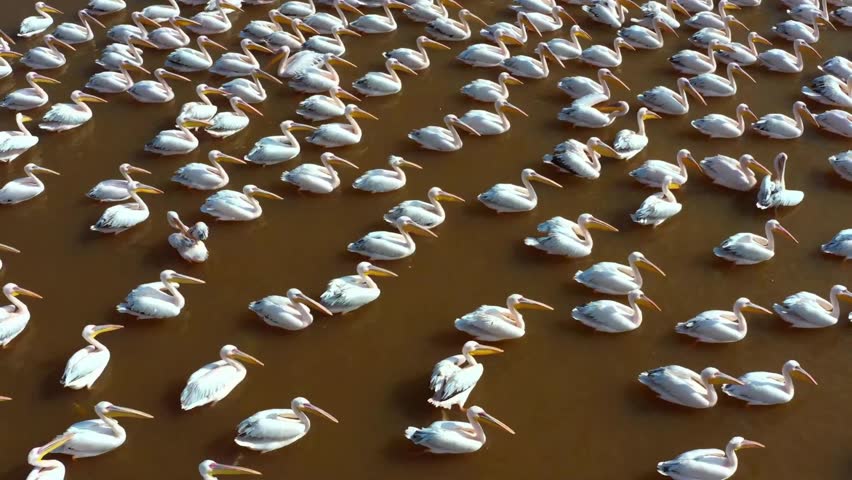A Large Group Of Pelicans Swimming In Water