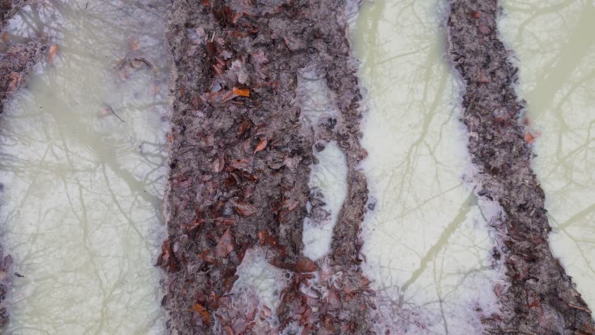 Muddy forest walking path while raining with footprints of hiking boots and silhouette winter trees reflecting in the puddles
