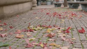 Colorful autumn leaves scattered on a cobblestone path in a urban park setting - Powered by Shutterstock - Get 15% off with code: PIKWIZARD15