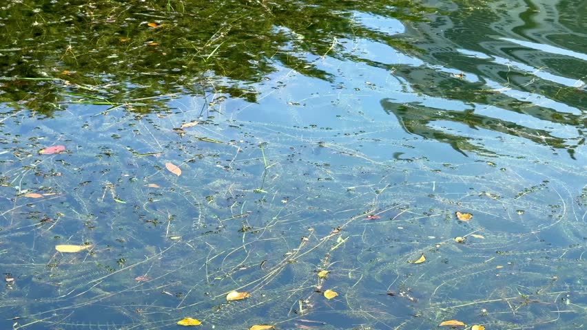 A water surface with submerged aquatic plants, floating leaves, and reflections of trees.