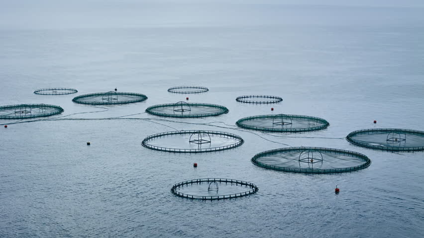 Offshore sea aquaculture cages fish farm, Future of seafood industry, Advanced efficiency food technology. aerial view