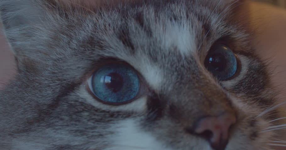A fluffy cat with blue eyes sits on the owner