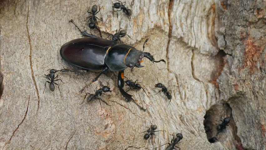 Stag beetle (Lucanus cervus) attacked by ants (Camponotus vagus), eventually falling from an old oak tree during a territorial conflict in a woodland habitat