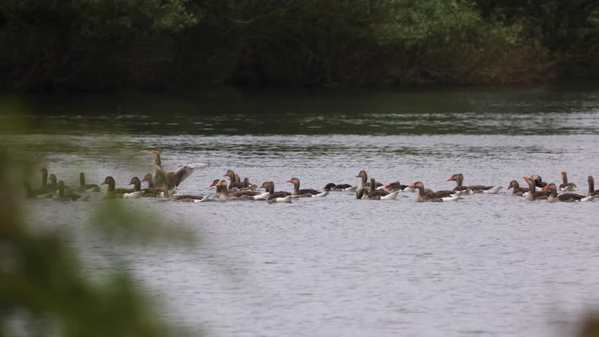 A flock of geese swims gracefully on a calm river, surrounded by lush greenery. The peaceful scene captures the harmony of wildlife and nature.
