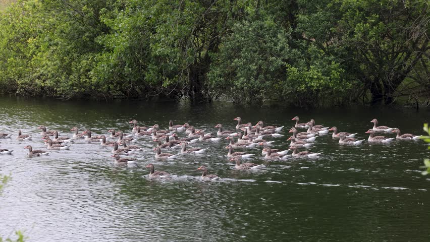 A flock of geese swims gracefully on a calm river, surrounded by lush greenery. The peaceful scene captures the harmony of wildlife and nature.