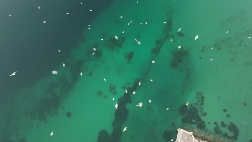 horizontal dramatic drone video of Garda lake with green water color and seagull birds flying above it 