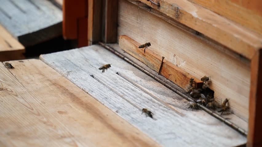 worker bees, the moment when bees carry honey to the hive, worker bees produce honey like a factory. 
