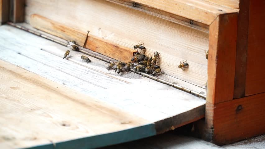 worker bees, the moment when bees carry honey to the hive, worker bees produce honey like a factory. 