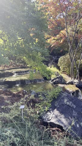 Footage of waterfall at Montreal Botanic Garden. Water flows over rocks with green and fall or autumn foliage. 16 seconds video.