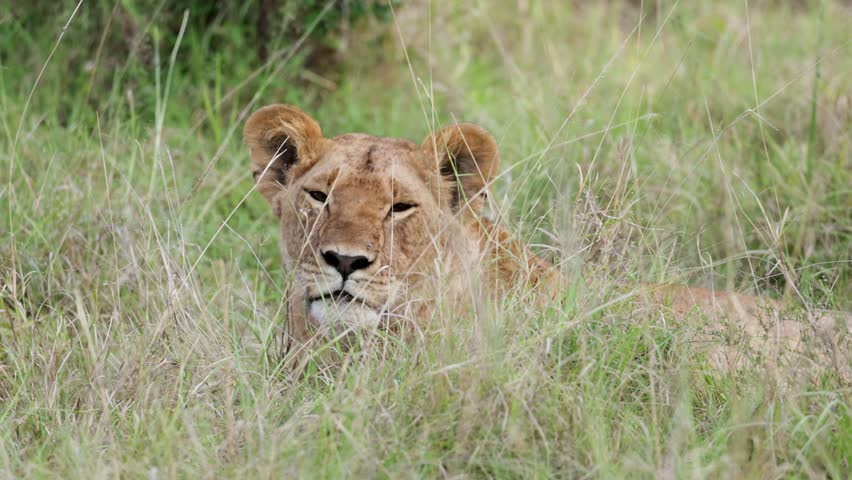 In slow motion, a lion rests partially hidden in the tall grass of Masai Mara, Kenya, gazing through the vegetation with a calm expression.