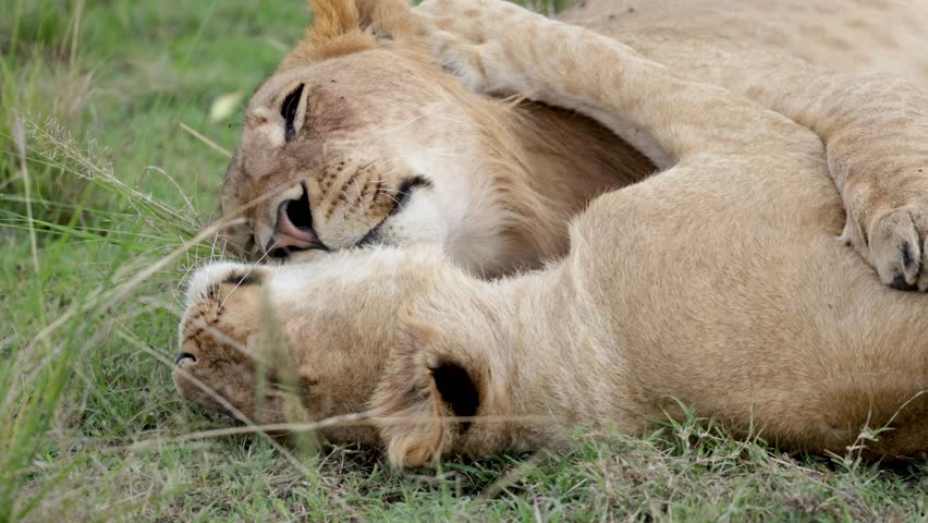A slow-motion close-up of two lionesses lying in the grass, licking and grooming each other in Masai Mara, Kenya, displaying social bonding behavior.