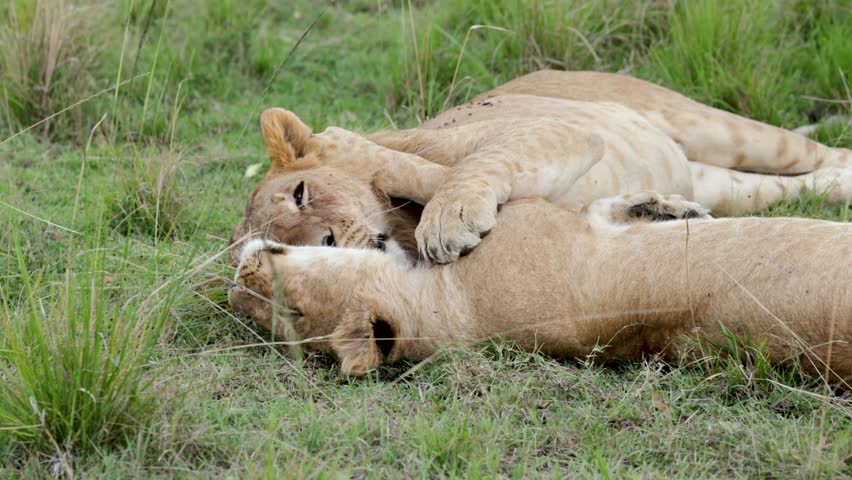 Two lionesses lie in the grass, licking and grooming each other in slow motion in Masai Mara, Kenya, showcasing bonding behavior during a safari.